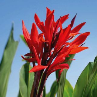 Robert Kemp Giant Canna Thumbnail